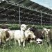 Is vegetation management a problem for your solar farm? Just add sheep